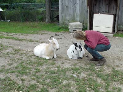 Tess befriending goats