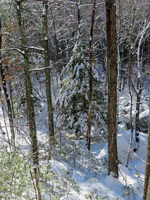 snow covered fir