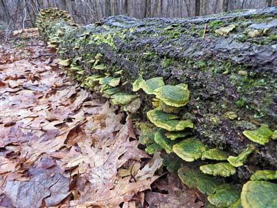 green mushrooms on fallen tree