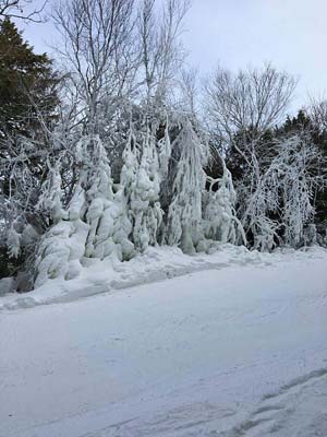 snow-covered trees
