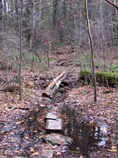 Swampy section of trail