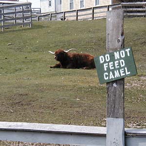 Do not feed camel