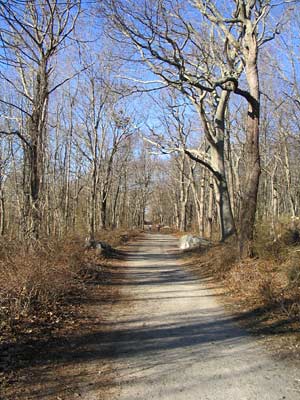 Tree-lined trail