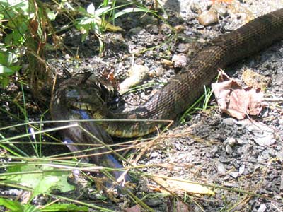 Snake with fish