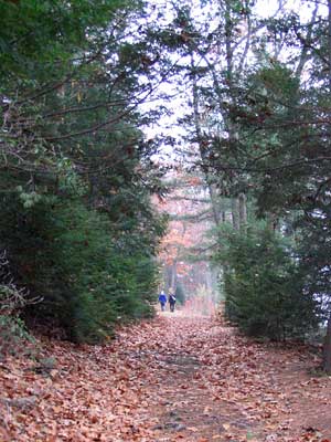 Trail passing through shrubs