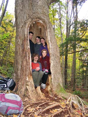 Group in hollow tree
