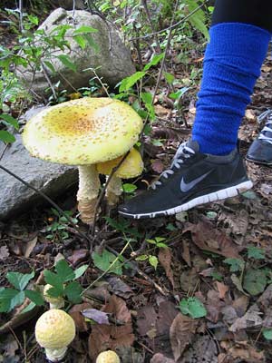 Foot-sized mushroom