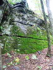 Moss-covered ledge