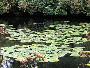 Lily pads in Gristmill Pond