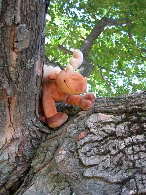 Mugsy in Tree