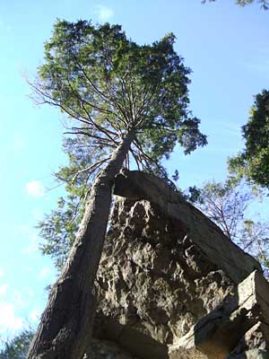 Tree & cliff